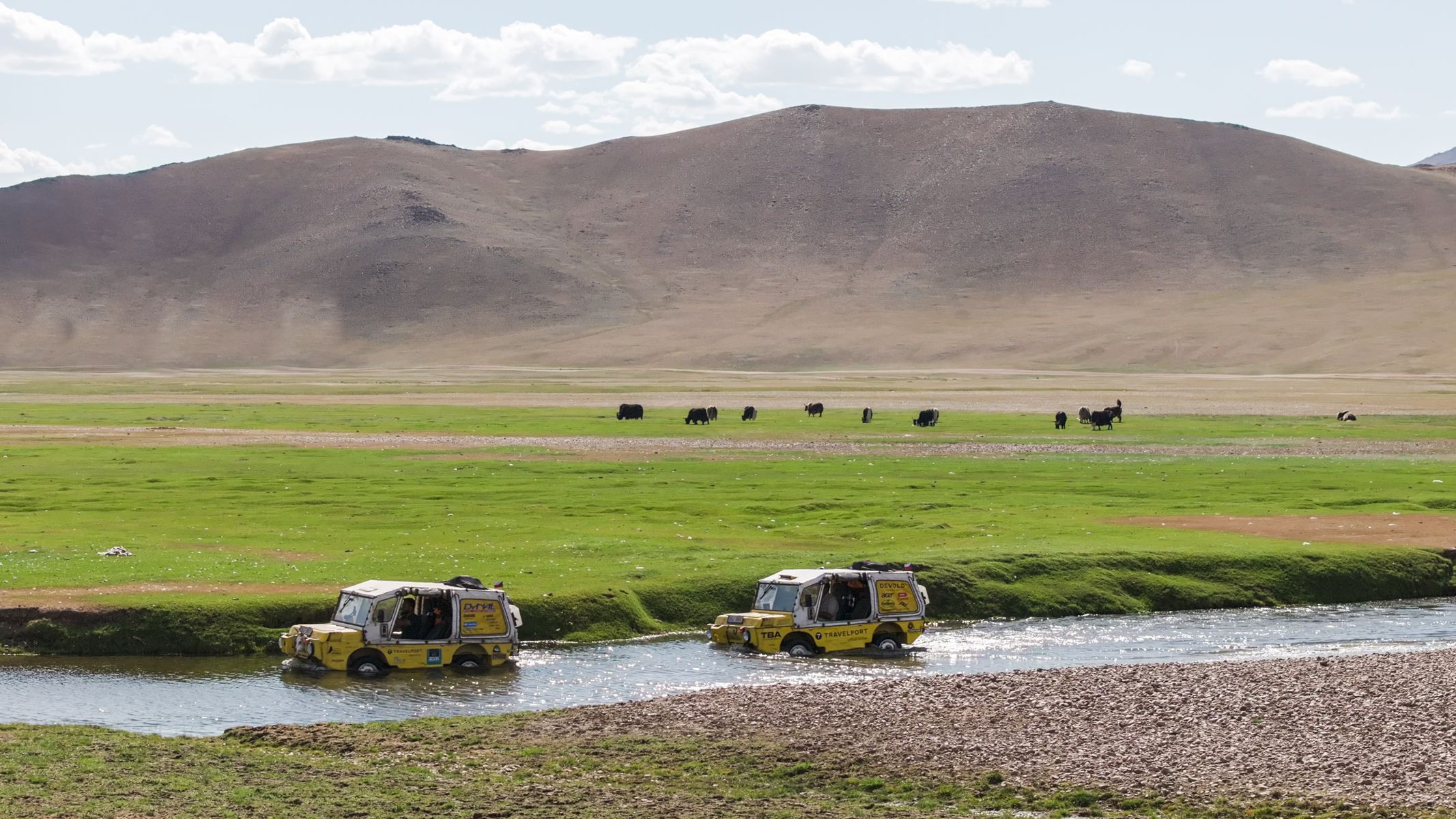 Žlutá žába pluje