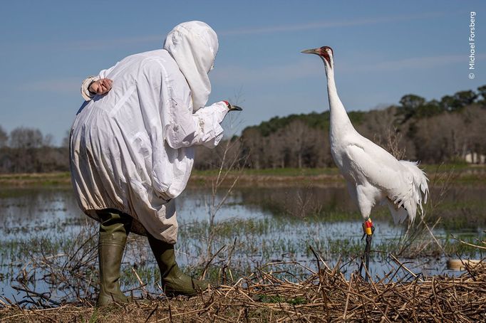 Fotografie ze soutěže Wildlife Photographer of the Year, které se utkají o cenu veřejnosti.