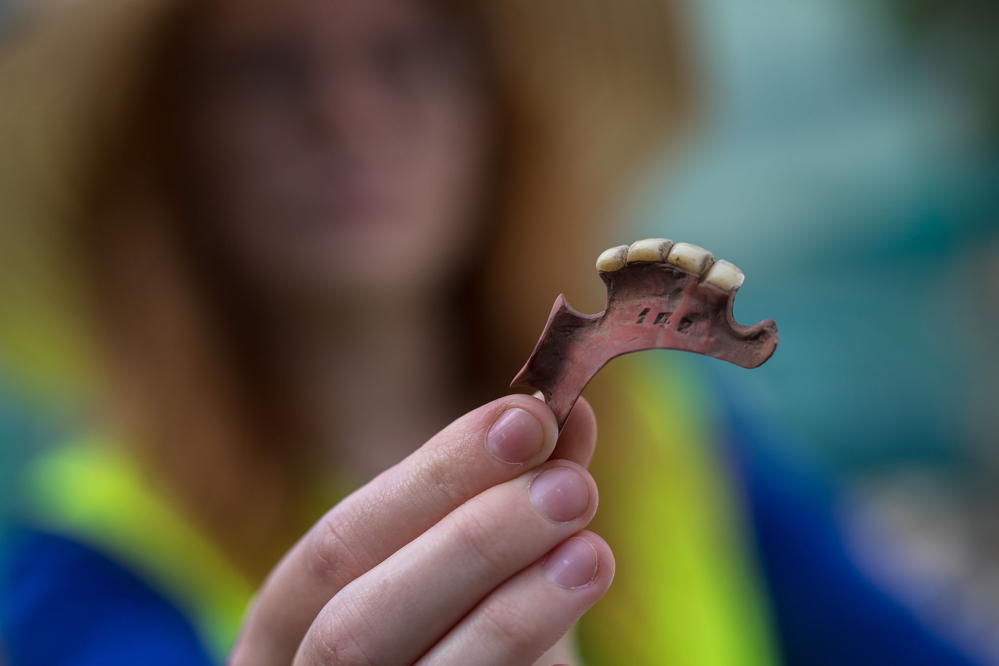 Archeologické vykopávky, Karlín, masový hrob, Vojenský hřbitov Karlín, kosti, archeologie, antropologie