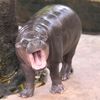 trpasličí hrošice, Moo Deng, ZOO, Thajsko