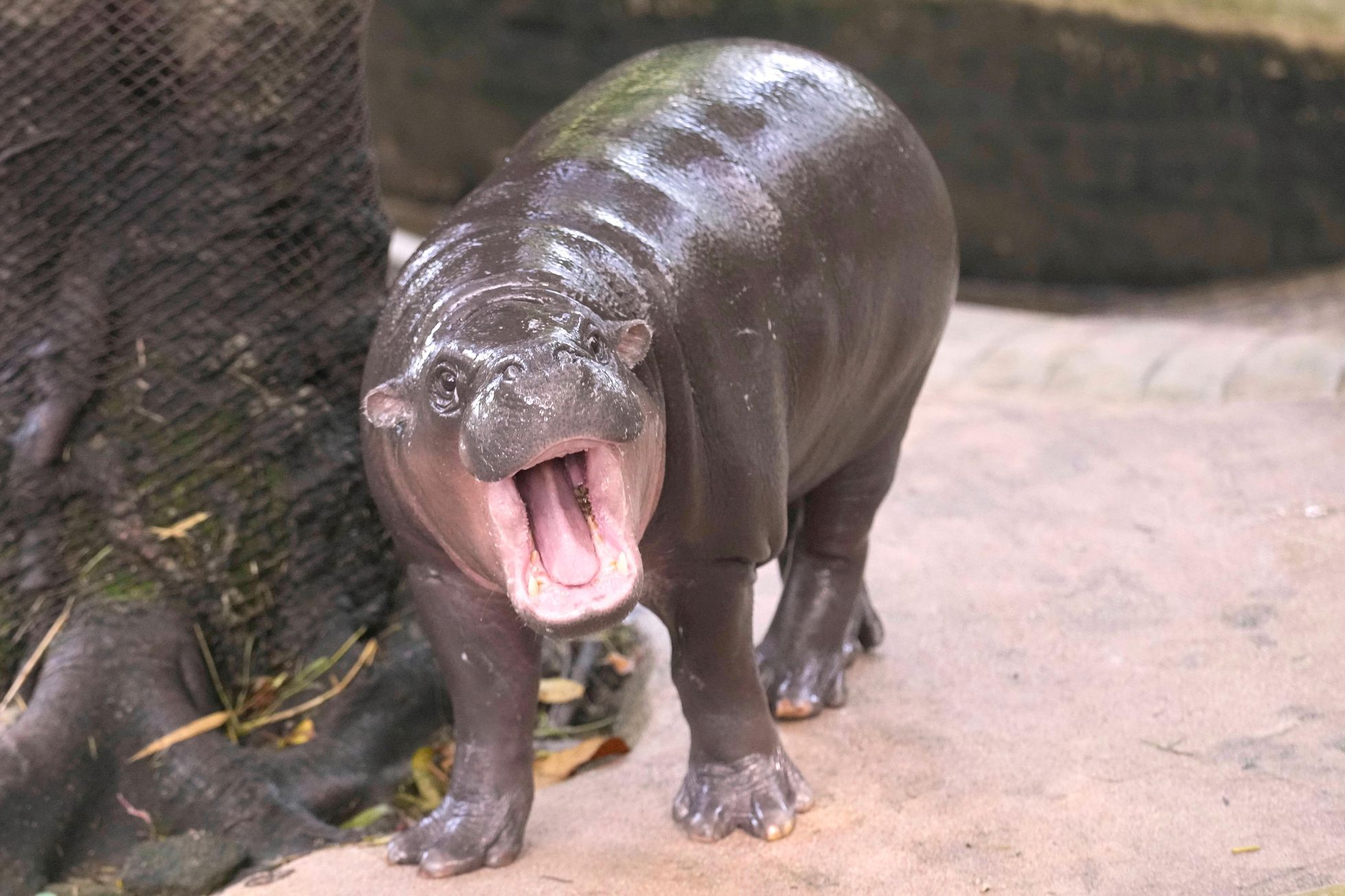 trpasličí hrošice, Moo Deng, ZOO, Thajsko