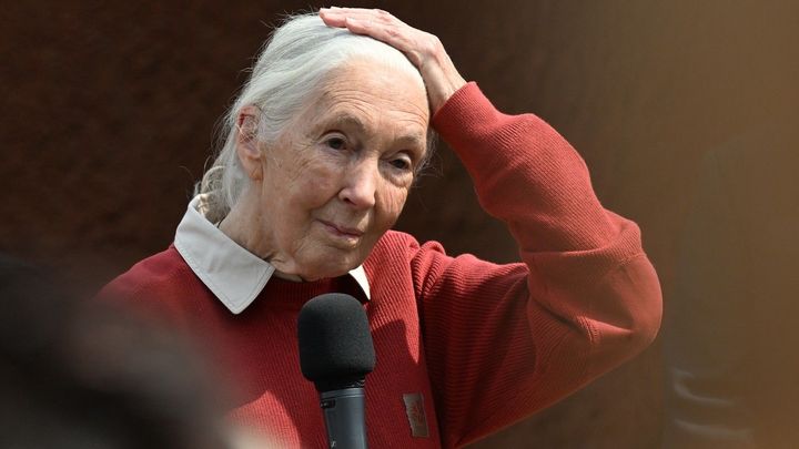 Džungle je jiná, samice kvůli páření střídají skupiny, říká nejslavnější primatoložka