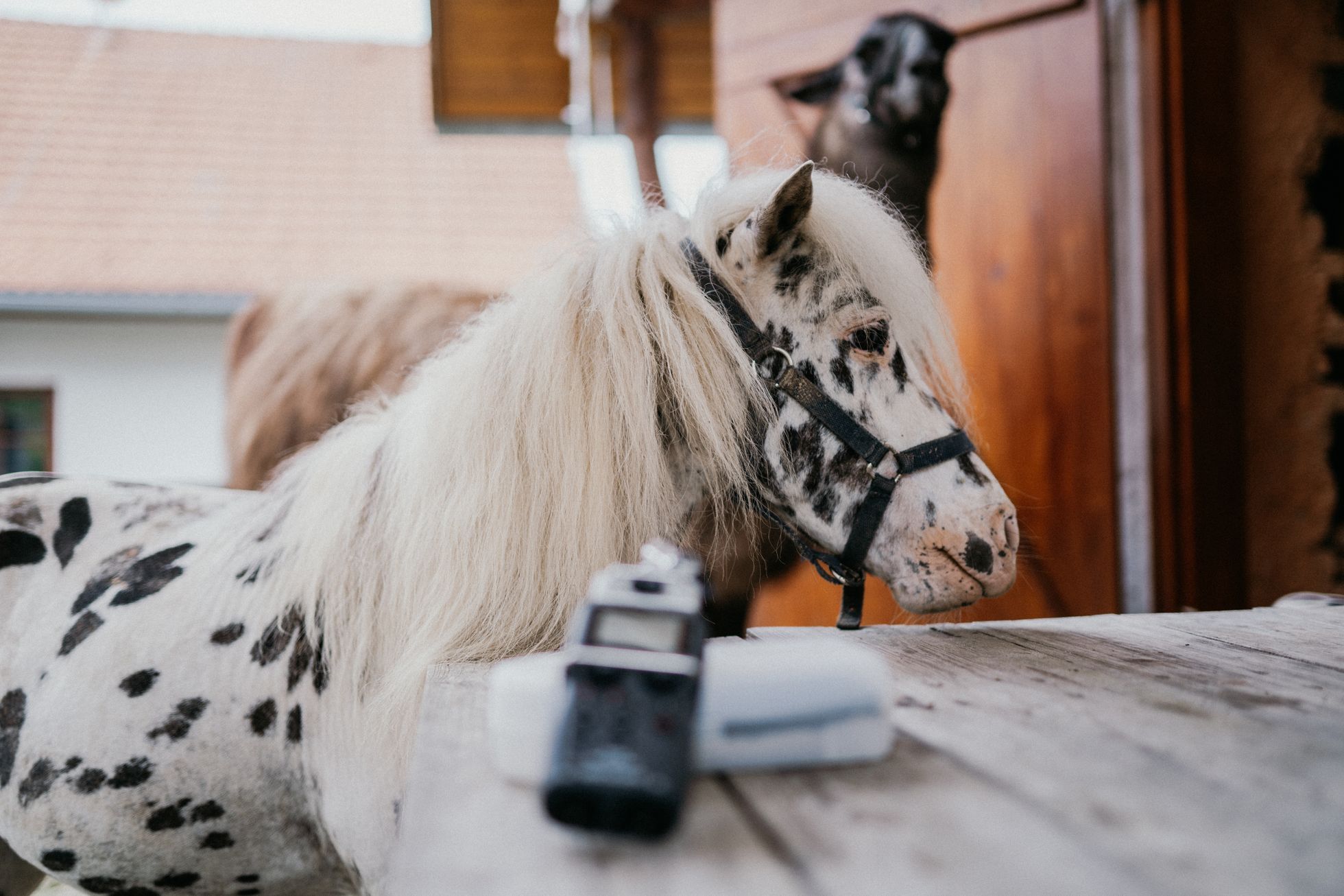 Johana Spáčilová a její stáj