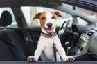 Každý třetí majitel převáží psa v autě špatně. Hrozit mu může pokuta až 200 000 korun