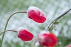 sníh květina jaro kytka tulipán