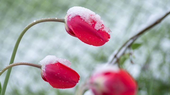 Jaro přineslo ochlazení. Meteorologové čekají v březnu další mrazivé noci
