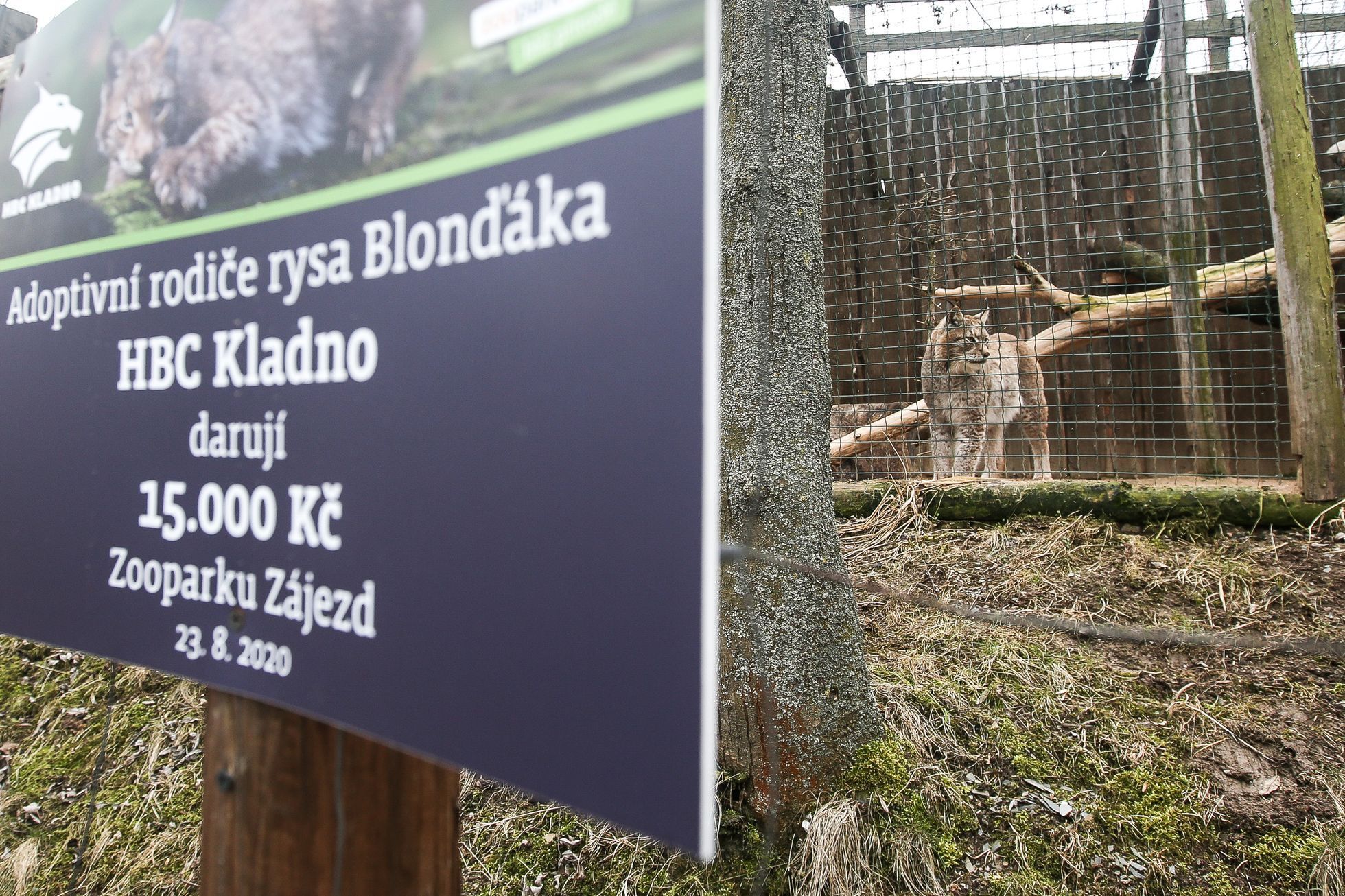 Zoopark Zájezd u Kladna, soukromá zoo, zvířata, chameleon, lemur