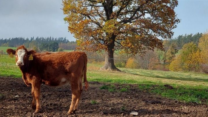 Ani pole, ani les. Agrolesníci vracejí stromy na zemědělskou půdu, spoří tak i dětem