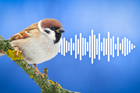 Kvíz: Kos, holub nebo datel. Poznáte nejznámější ptáky podle zpěvu?