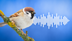 KVÍZ: Poznáte nejznámější ptáky podle zpěvu - Poutaci foto video