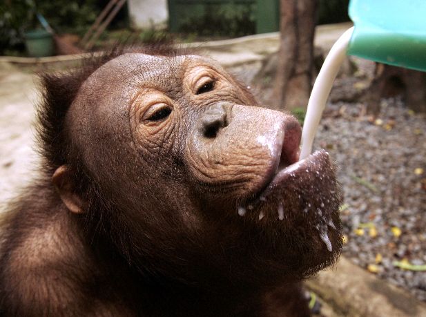 Mladý orangutánek pije mléko v jakartské ZOO v Indonésii. V přírodě žije asi 30 000 orangutanů, jsou však v ohrožení kvůli kácení deštných pralesů. | Foto: Reuters