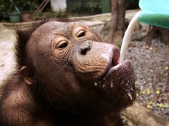 Mladý orangutánek pije mléko v jakartské ZOO v Indonésii. V přírodě žije asi 30 000 orangutanů, jsou však v ohrožení kvůli kácení deštných pralesů.