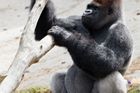 Pražské gorily se stěhují domů, na dlouho to ale nebude