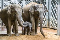 Nově narozené slůně se poprvé ukázalo návštěvníkům pražské zoo, do sloní rodiny zapadlo