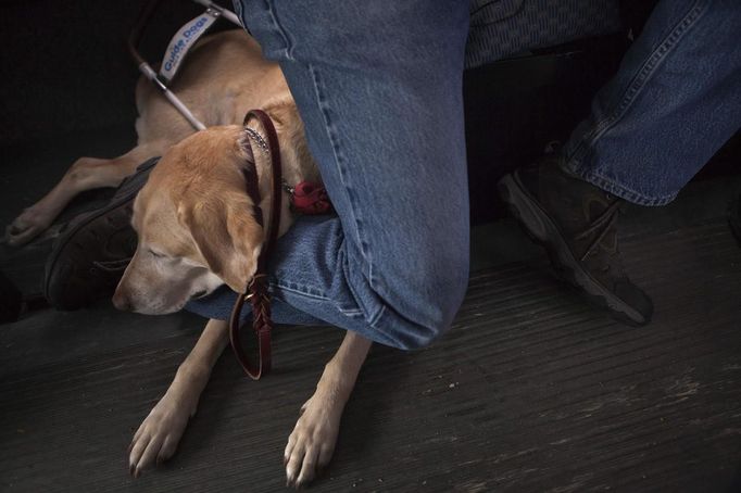 Renna, a guide dog, rests with visually impaired student Curtis Norton during a trip in a van operated by the World Services for the Blind (WSB) in Little Rock, Arkansas January 5, 2013. The blind and the visually impaired, whose sight is not sufficient to walk safely in public environments, use the help of a cane or a guide dog. The WSB is a rehabilitation center for the blind or visually impaired which offers life skills and career training programs designed to help those enrolled achieve sustainable independence. Picture taken on January 5, 2013. REUTERS/Gaia Squarci (UNITED STATES - Tags: ANIMALS EDUCATION HEALTH SOCIETY) Published: Dub. 26, 2013, 2:13 odp.