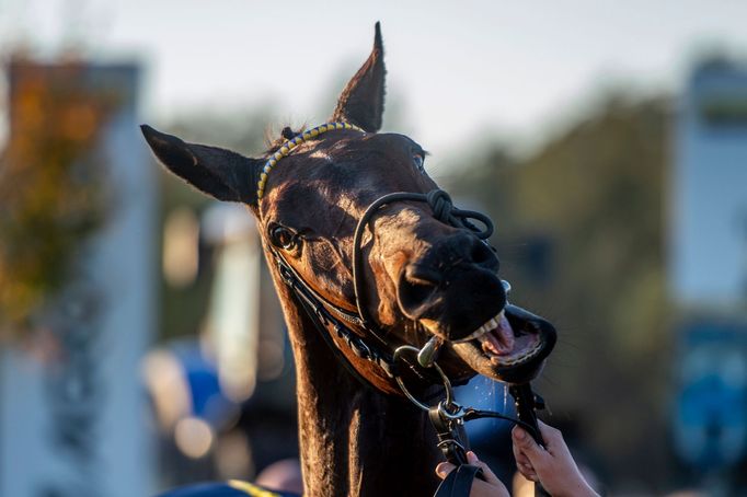 dostihy, Velká pardubická 2018, vítězný Tzigane Du Berlais