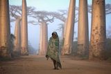 Čestné uznání v kategorii "Sense of place" si odnesl fotograf Ken Thorne za snímek "Lost in time - an ancient forest", jenž byl pořízen na Madagaskaru. Podrobnosti najdete ZDE .