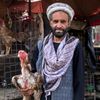 Afghanistán kohoutí zápasy