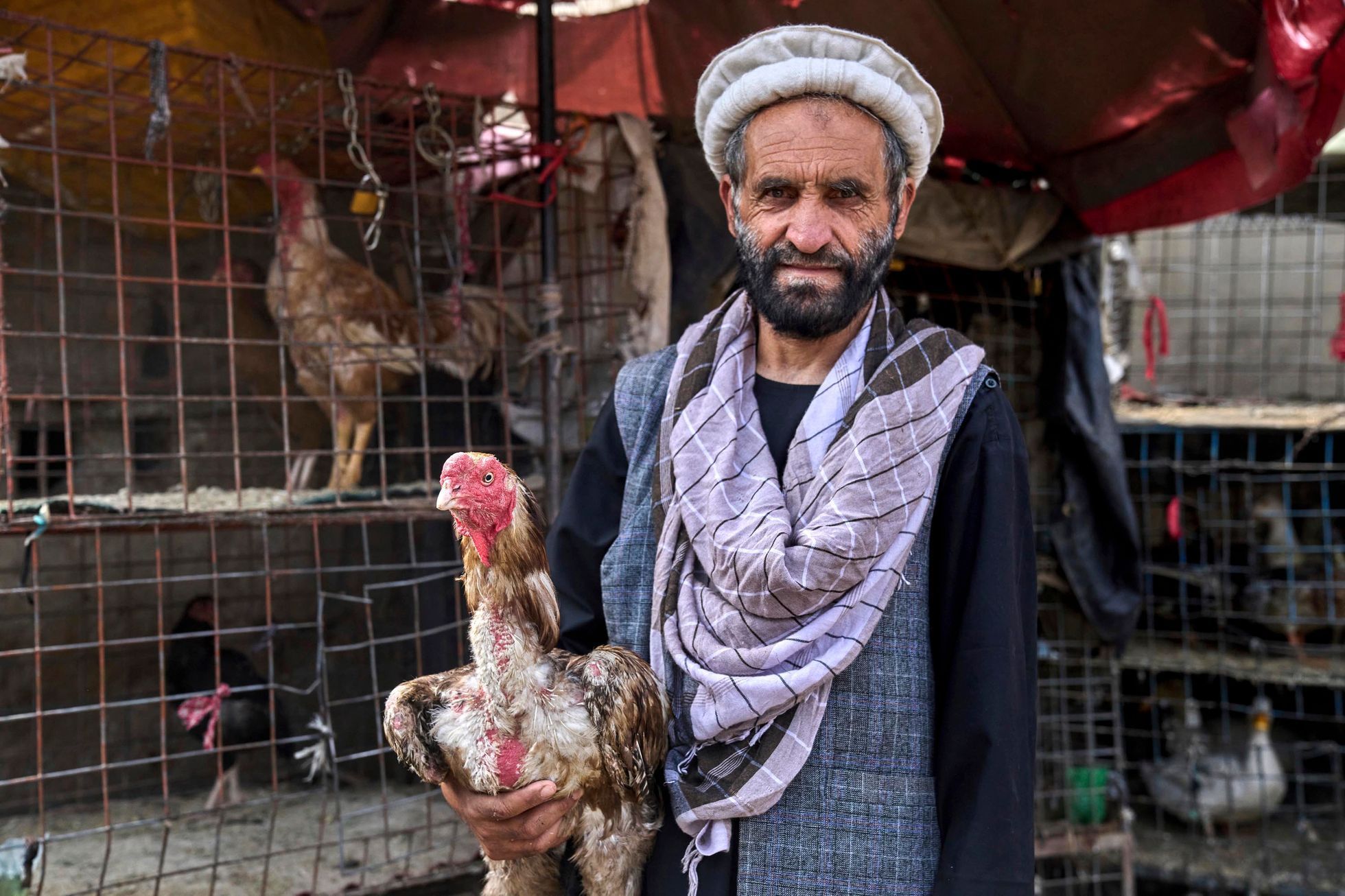 Afghanistán kohoutí zápasy