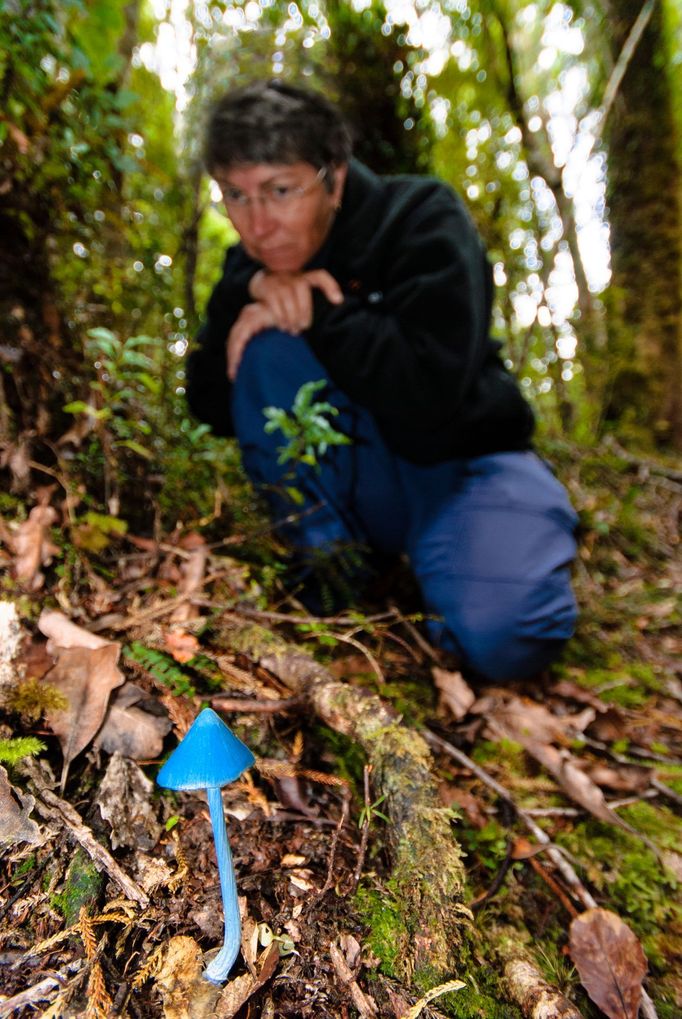 Závojenka Hochstetterova (Entoloma hochstetteri)