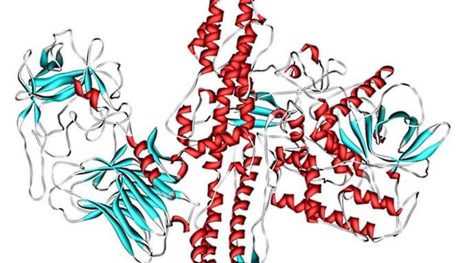 Model krystalické struktury botulotoxinu A. Vědci teď našli ještě záludnější typ H.