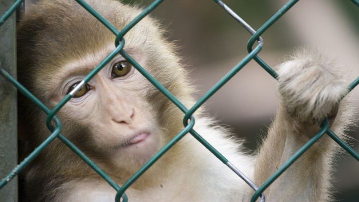 V německé zoo shořel pavilon opic. Požár mohla způsobit silvestrovská pyrotechnika