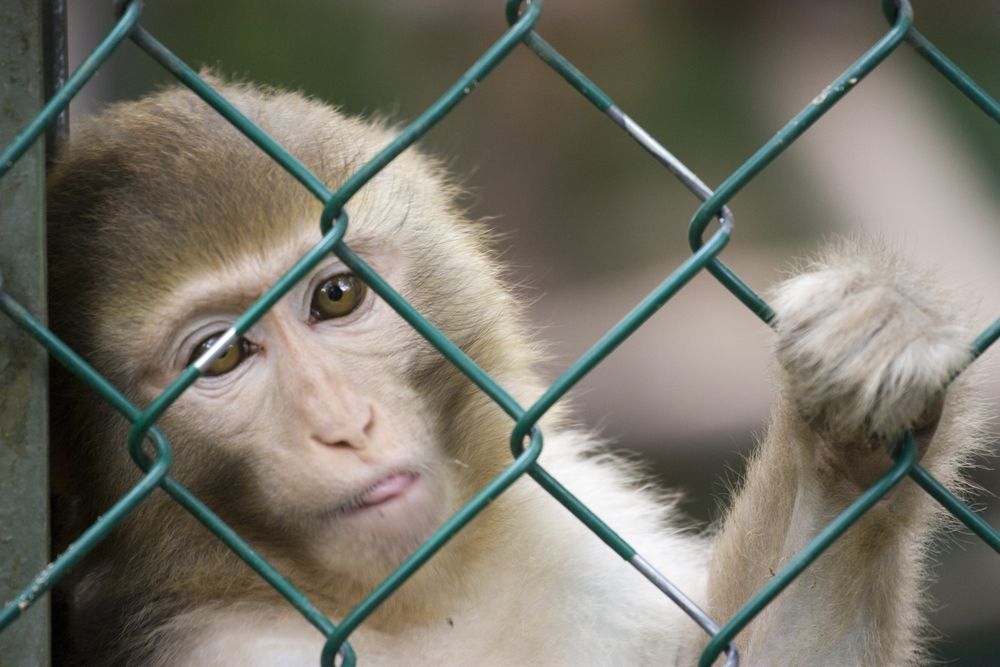 opice klec plot ilustrační foto