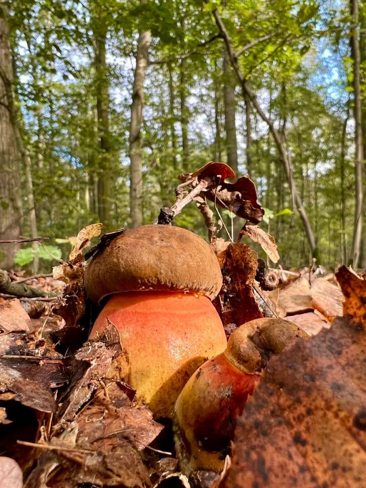 Houby - fotosoutěž