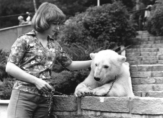 Na snímku: Umělý odchov ledního medvěda Kukulína v Brněnské Zoo, rok cca 60. léta