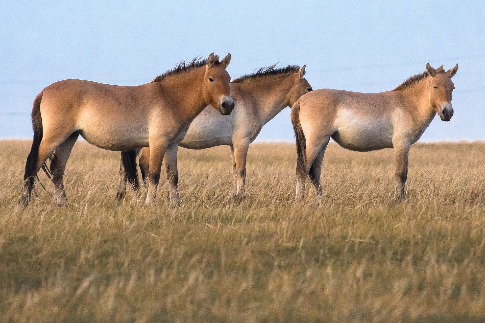 Mongolsko - kůň Převalského, Národní park Chustaj, koně, pláně, stepi