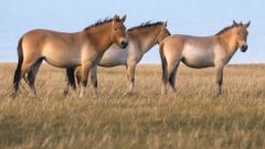 Mongolsko - kůň Převalského, Národní park Chustaj, koně, pláně, stepi