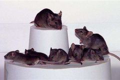 Objeven feromon myší agrese