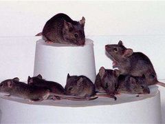 Na většině souostroví žijí také myši příbuzné genetickému typu žijícímu v Německu