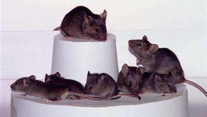 vědci testují nový lék na Alzheimerovu chorobu na myších.