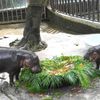 trpasličí hrošice, Moo Deng, ZOO, Thajsko