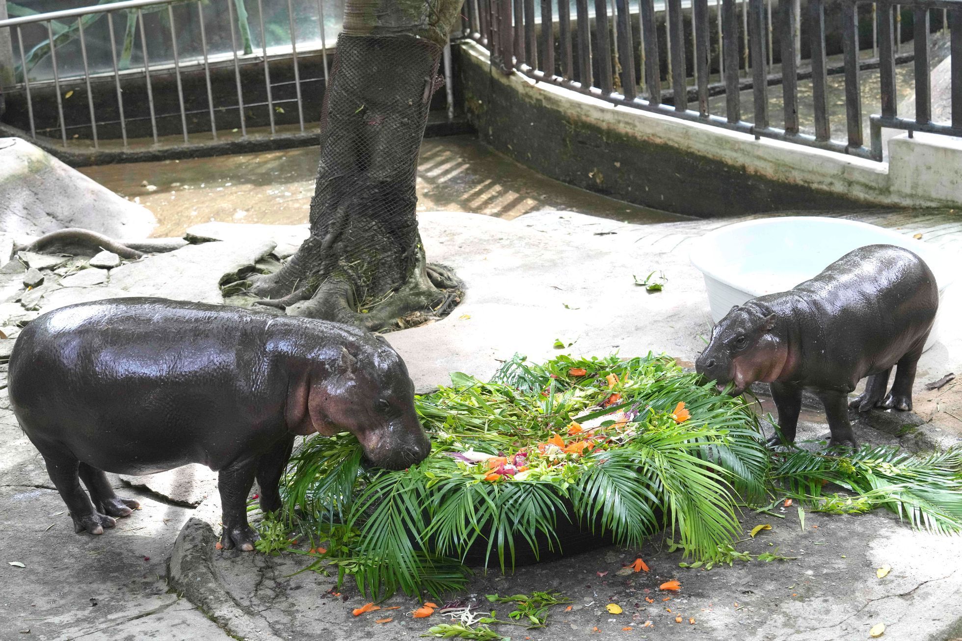 trpasličí hrošice, Moo Deng, ZOO, Thajsko