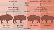 Rozdíl mezi evropským a americkým zubrem je zřejmý i v polštině.