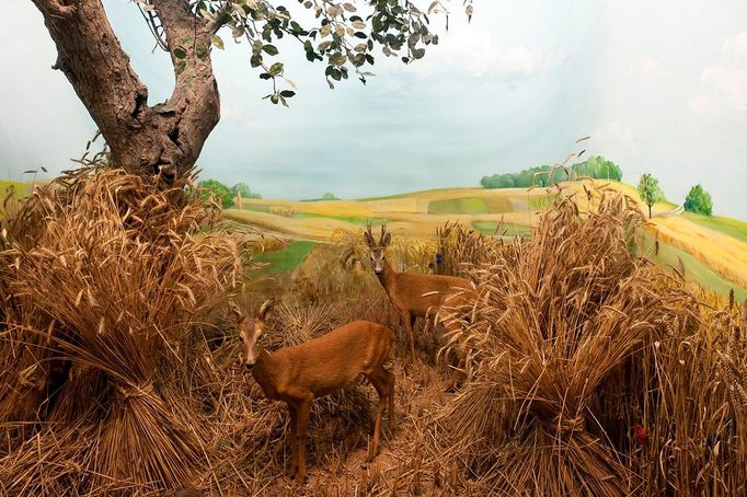 Image: 0129626744, License: Rights managed, Senckenberg-Museum, Diorama with buck and doe, Capreolus capreolus, typical habitat, Frankfurt am Main, Hesse, Germany, Europe, Property Release: No or not aplicable, Model Release: No or not aplicable, Credit line: Profimedia.cz, LOOK-foto