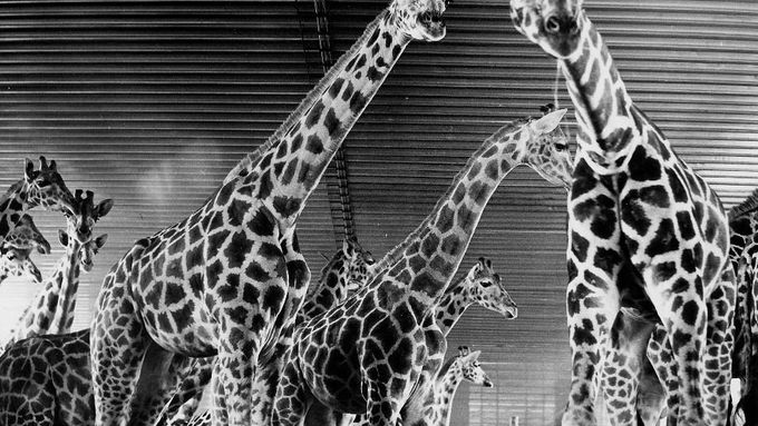 Žirafy v roce 1975 ještě zaživa. V pavilonu, kde byly nakonec vystříleny.