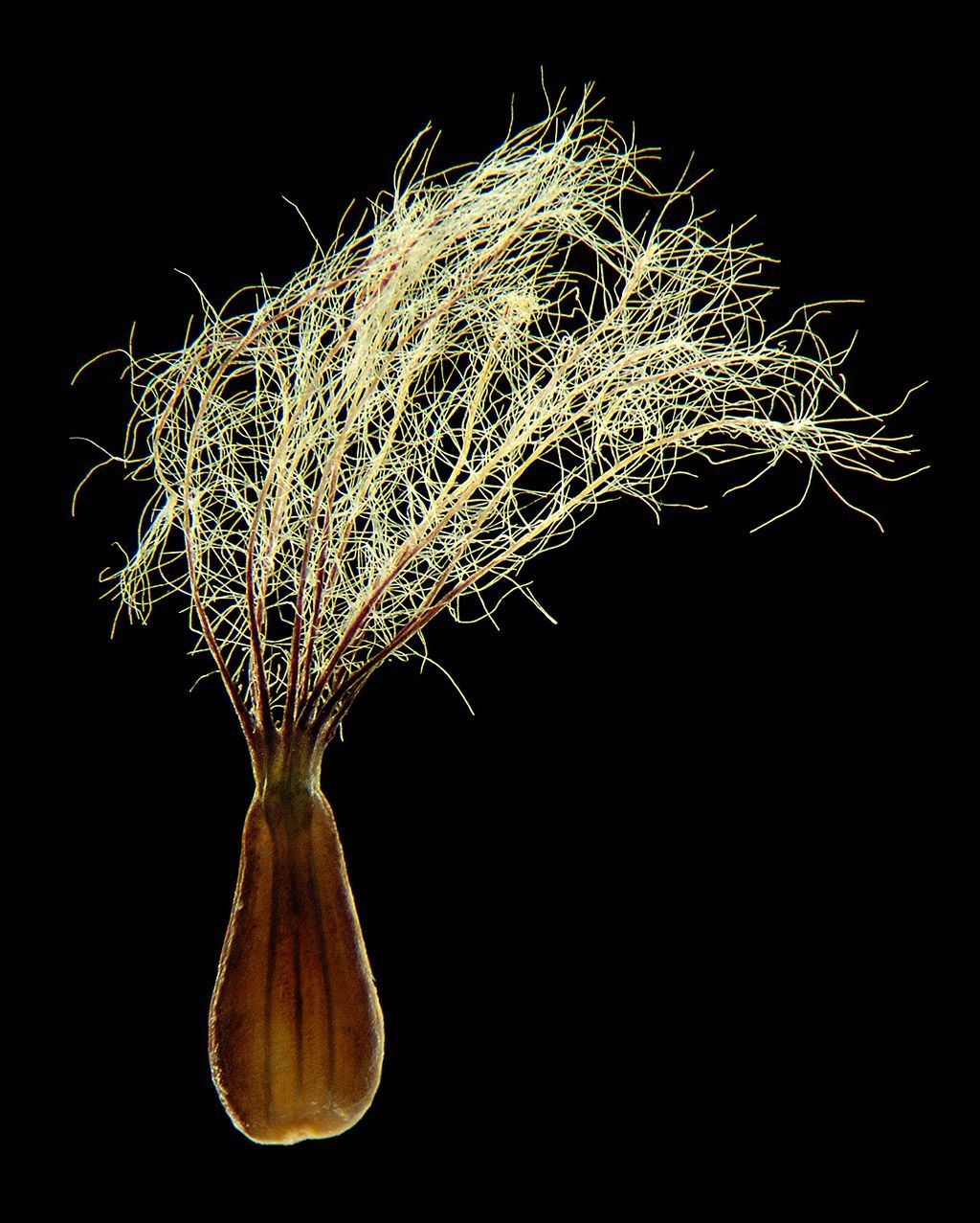 Obrazem: Fascinující fotografie semen z mikroskopu