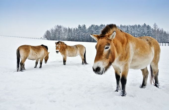 Porotci soutěže Czech Nature Photo vystavují na Staroměstské radnici