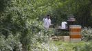 Sergej, a member of the city beekeeper organization, works with bees at Lobau recreation area in Vienna, July 11, 2012. A growing number of urban beekeepers' associations, such as Vienna's Stadtimker, are trying to encourage bees to make their homes in cities, as pesticides and crop monocultures make the countryside increasingly hostile. Bee populations are in sharp decline around the world, under attack from a poorly understood phenomonenon known as colony collapse disorder, whose main causes are believed to include a virus spread by mites that feed on haemolymph - bees' "blood". Picture taken July 11, 2012. REUTERS/Lisi Niesner (AUSTRIA - Tags: ENVIRONMENT ANIMALS) Published: Čec. 25, 2012, 3:45 odp.