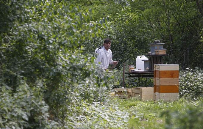 Sergej, a member of the city beekeeper organization, works with bees at Lobau recreation area in Vienna, July 11, 2012. A growing number of urban beekeepers' associations, such as Vienna's Stadtimker, are trying to encourage bees to make their homes in cities, as pesticides and crop monocultures make the countryside increasingly hostile. Bee populations are in sharp decline around the world, under attack from a poorly understood phenomonenon known as colony collapse disorder, whose main causes are believed to include a virus spread by mites that feed on haemolymph - bees' "blood". Picture taken July 11, 2012. REUTERS/Lisi Niesner (AUSTRIA - Tags: ENVIRONMENT ANIMALS) Published: Čec. 25, 2012, 3:45 odp.