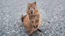 Klokan quokka.