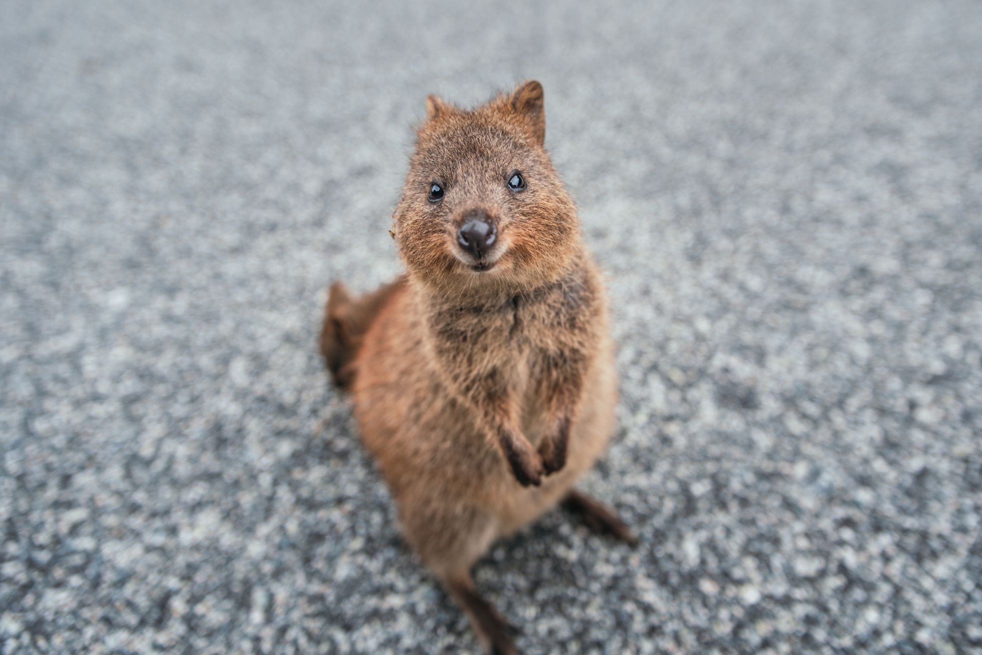 Klokan quokka.