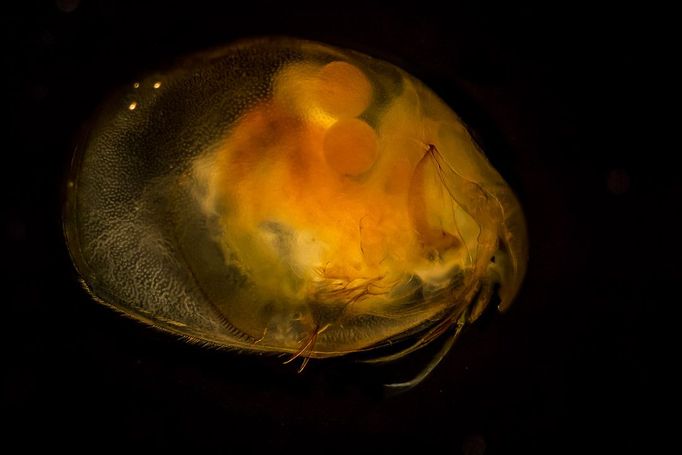 V nevelkých tůních nalézajících se v grónské krajině, je možné mimo jiné narazit i na takřka centimetr velikou perloočku Eurycercus glacialis (vodní korýš).