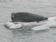 Hlavní potrava ledních medvědů. Bez ledu však symbol Arktidy tuleně nechytí.