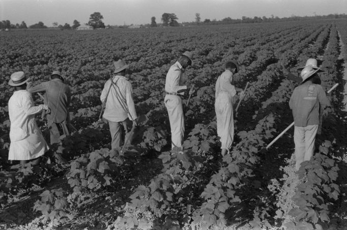 Sběr bavlny na plantáži v Mississippi, 1939.