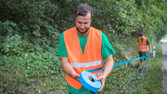 Foto: "Na prase účinkuje 3000 voltů." Na Zlínsku začala stavba ohradníku, dohlíží na ni i Čunek