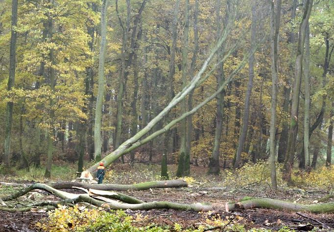 Les na rozloze až dvou hektarů se pokácí, okolo se ponechá nepříliš široká řada stromů, takzvané porostní žebro, a jde se s pilou o kus dál.